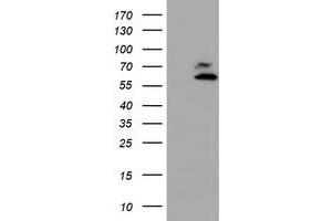 Western Blotting (WB) image for anti-Archain 1 (ARCN1) antibody (ABIN1497572)