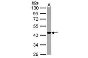 APOBEC3F 抗体  (AA 34-263)