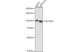 Western blot analysis of extracts of various cell lines, using HSP90B1 antibody (ABIN6130434, ABIN6142031, ABIN6142033 and ABIN7101795) at 1:1000 dilution. (GRP94 抗体  (AA 550-650))