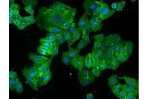 Immunofluorescence (IF) image for anti-Basigin (Ok Blood Group) (BSG) antibody (Alexa Fluor 488) (ABIN2657334) (CD147 抗体  (Alexa Fluor 488))