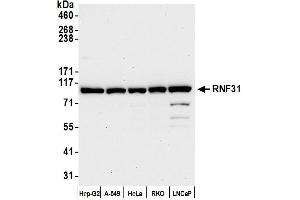 anti-Ring Finger Protein 31 (RNF31) (AA 1022-1072) antibody