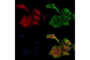 ABIN6263289 and ABIN6268776 staining Hela cells by IF/ICC.