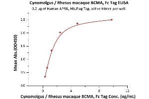 ELISA image for Tumor Necrosis Factor Receptor Superfamily, Member 17 (TNFRSF17) (AA 1-53) (Active) protein (Fc Tag) (ABIN6253713)