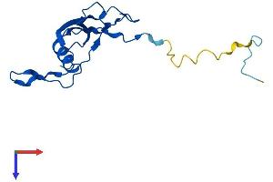 MRPL23 Protein (AA 1-146) (His tag)