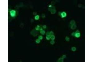Immunofluorescence (IF) image for anti-Cyclin-Dependent Kinase Inhibitor 2B (p15, Inhibits CDK4) (CDKN2B) antibody (ABIN1449282) (CDKN2B 抗体)