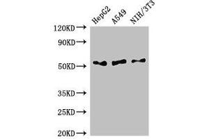 Western Blot Positive WB detected in: HepG2 whole cell lysate, A549 whole cell lysate, NIH/3T3 whole cell lysate All lanes: IFI44L antibody at 2. (IFI44L 抗体  (AA 206-307))