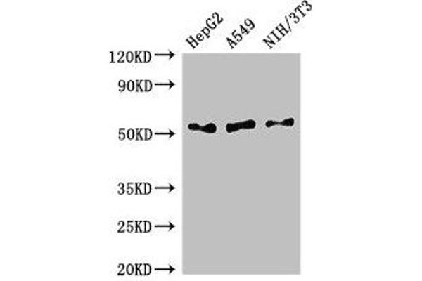 IFI44L Antikörper  (AA 206-307)