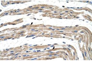 Human Muscle (ZNF197 抗体  (N-Term))