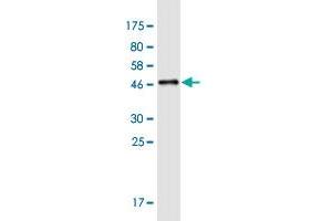 Western Blot detection against Immunogen (46.