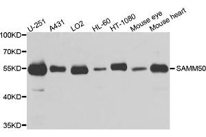 Western blot analysis of extracts of various cell lines, using SAMM50 antibody. (SAMM50 抗体)