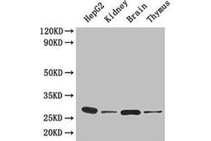 Western Blot Positive WB detected in: HepG2 whole cell lysate, Mouse kidney tissue, Mouse brain tissue, Mouse thymus tissue All lanes: YWHAH antibody at 4.
