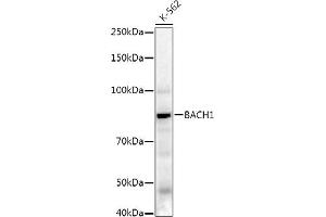 Western Blotting (WB) image for anti-BTB and CNC Homology 1, Basic Leucine Zipper Transcription Factor 1 (BACH1) (AA 1-320) antibody (ABIN7265956)