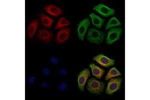ABIN7094747 and ABIN7098798 staining Hela cells by IF/ICC.