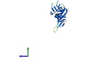 Protein Structure (PS) image for C-Type Lectin Domain Family 4, Member D (CLEC4D) (AA 1-215) protein (His tag) (ABIN7546498)