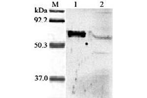 Western blot analysis of human ANGPTL6 using anti-ANGPTL6  at 1:2,000 dilution. (ANGPTL6 抗体  (AA 114-130))