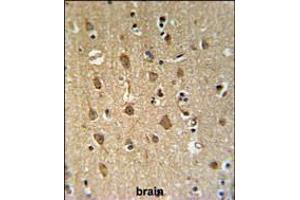 ENPP6 Antibody IHC analysis in formalin fixed and paraffin embedded human brain tissue followed by peroxidase conjugation of the secondary antibody and DAB staining.