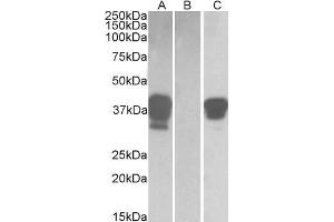 HEK293 lysate (10ug protein in RIPA buffer) overexpressing Human POU2AF1 with DYKDDDDK tag probed with ABIN768553(1ug/ml) in Lane A and probed with anti- DYKDDDDK Tag (1/3000) in lane C. (POU2AF1 抗体  (C-Term))