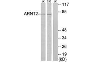 Western Blotting (WB) image for anti-Aryl Hydrocarbon Receptor Nuclear Translocator 2 (ARNT2) (AA 21-70) antibody (ABIN2889767) (ARNT2 抗体  (AA 21-70))