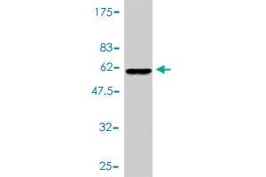 Western Blotting (WB) image for anti-Synaptosomal-Associated Protein, 29kDa (SNAP29) (AA 1-258) antibody (ABIN564030)