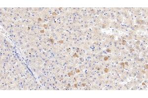 Detection of C4BPb in Human Liver Tissue using Polyclonal Antibody to C4 Binding Protein Beta (C4BPb) (C4BPB 抗体  (AA 18-252))