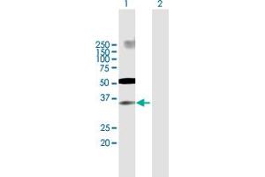 Western Blot analysis of IRF2 expression in transfected 293T cell line by IRF2 MaxPab polyclonal antibody.