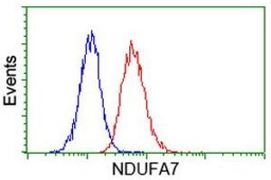 Image no. 3 for anti-NADH Dehydrogenase (Ubiquinone) 1 alpha Subcomplex, 7, 14.5kDa (NDUFA7) antibody (ABIN1499660) (NDUFA7 抗体)