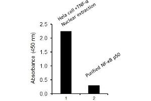 Transcription factor activity assay of NF-κB p65 from nuclear extracts of HeLa cells treated with TNF-a and purified NF-κB p50. (NF-kB p65 ELISA 试剂盒)
