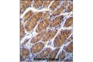 CLDN2 Antibody (C-term ) (ABIN656563 and ABIN2845823) immunohistochemistry analysis in formalin fixed and paraffin embedded human stomach tissue followed by peroxidase conjugation of the secondary antibody and DAB staining. (Claudin 2 抗体  (C-Term))