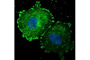 Fluorescent confocal image of MCF7 cells stained with phospho-ERBB2- antibody. (ErbB2/Her2 抗体  (pTyr1005))