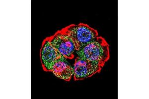 Immunofluorescence (IF) image for anti-Catenin (Cadherin-Associated Protein), beta 1, 88kDa (CTNNB1) (AA 692-721), (C-Term) antibody (ABIN1881238)
