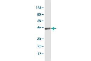 Western Blot detection against Immunogen (40. (BATF3 抗体  (AA 1-127))