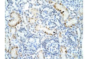 DAZAP1 antibody was used for immunohistochemistry at a concentration of 4-8 ug/ml to stain Epithelial cells of renal tubule (arrows) in Human Kidney. (DAZAP1 抗体  (C-Term))