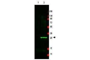 Western Blot of Anti-GFP antibody. (GFP 抗体)