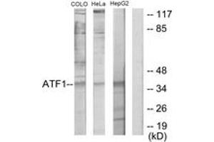 Western blot analysis of extracts from HepG2/COLO205/HeLa cells, using ATF1 Antibody. (AFT1 抗体  (AA 176-225))