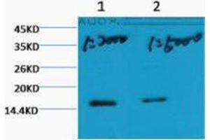 Western Blot (WB) analysis of HeLa, diluted at 1) 1:2000, 2) 1:5000. (Histone 3 抗体  (H3K79me3))