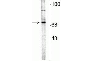 Western blot of rat hippocampal lysate showing specific immunolabeling of the ~70 kDa ChAT. (Choline Acetyltransferase 抗体)