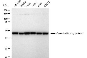Western blotting analysis using C-terminal binding protein 2 antibody (ABIN7797816).