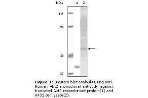 Image no. 1 for anti-V-Akt Murine Thymoma Viral Oncogene Homolog 2 (AKT2) antibody (ABIN232107) (AKT2 抗体)