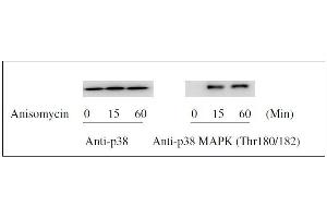 Western Blotting (WB) image for ERK1/2, JNK, p38 MAPK ELISA Kit (ABIN1981832)