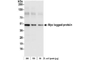 Western Blotting (WB) image for anti-Myc Tag antibody (HRP) (ABIN7449524) (Myc Tag 抗体  (HRP))