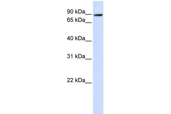 Anoctamin 10 抗体  (C-Term)