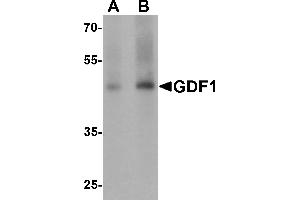Western Blotting (WB) image for anti-Growth Differentiation Factor 1 (GDF1) (N-Term) antibody (ABIN1077398) (GDF1 抗体  (N-Term))