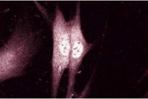 Immunofluroescent staining of Human Fibroblast cells with anti-alpha-Synuclein (SNCA 抗体  (AA 15-123))