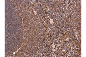 IHC-P Image Heme Oxygenase 1 antibody detects HMOX1 protein at cytoplasm in rat spleen by immunohistochemical analysis. (HMOX1 抗体)