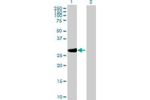 Western Blot analysis of RPA4 expression in transfected 293T cell line by RPA4 MaxPab polyclonal antibody. (RPA4 抗体  (AA 1-261))