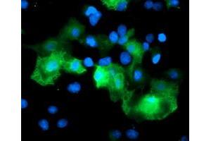 Immunofluorescence (IF) image for anti-Ret Finger Protein-Like 3 (RFPL3) antibody (ABIN1500675) (RFPL3 抗体)