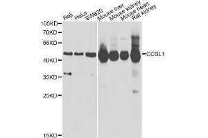 Western blot analysis of extracts of various cell lines, using CCBL1 Antibody. (CCBL1 抗体  (AA 1-270))