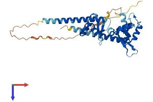 Melanoma Antigen Family F, 1 (MAGEF1) (AA 1-307) protein (His tag)