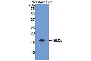 Western Blotting (WB) image for anti-Sema Domain, Immunoglobulin Domain (Ig), Short Basic Domain, Secreted, (Semaphorin) 3A (SEMA3A) (AA 31-141) antibody (ABIN1860517) (SEMA3A 抗体  (AA 31-141))