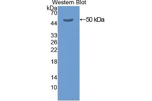 Western Blotting (WB) image for anti-Keratin 20 (KRT20) (AA 2-431) antibody (ABIN1078249) (KRT20 抗体  (AA 2-431))